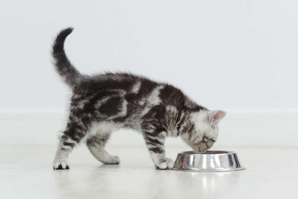 tabby kitten eats from a silver bowl