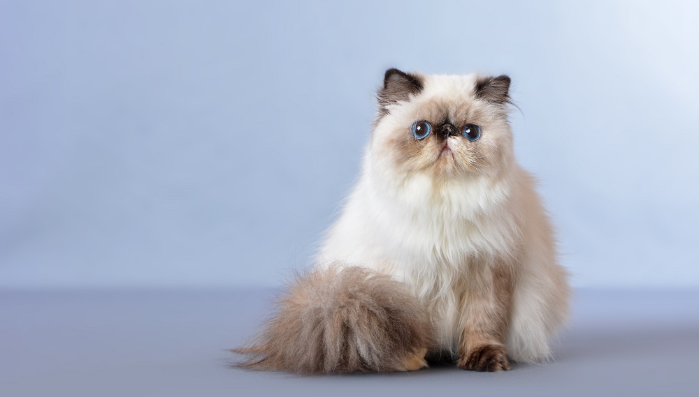 The Persian Himalayan cat, also known as the Persian longhair, is a long-haired breed of cat characterized by a round face and short muzzle.
