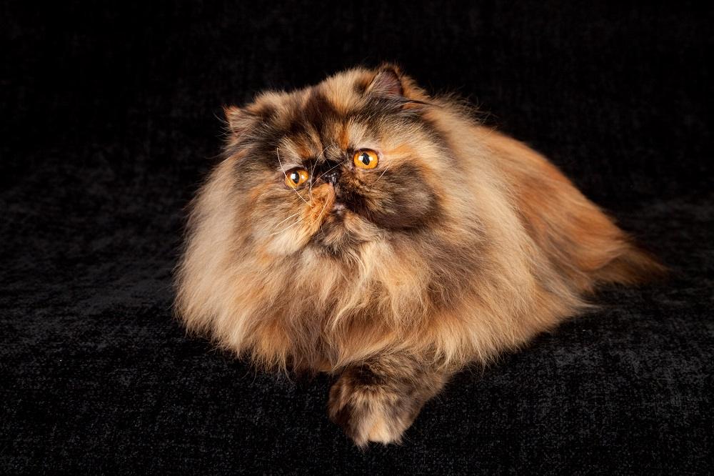 Tortie Persian cat on black background.