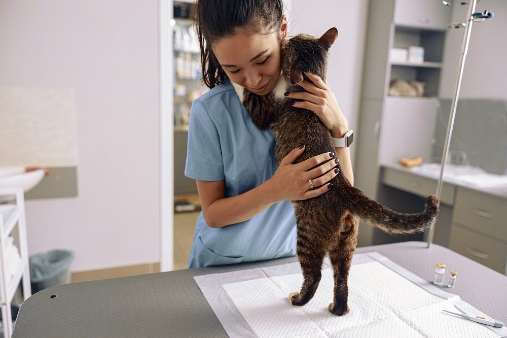 Cat embracing vet with paws on her shoulders on examination table