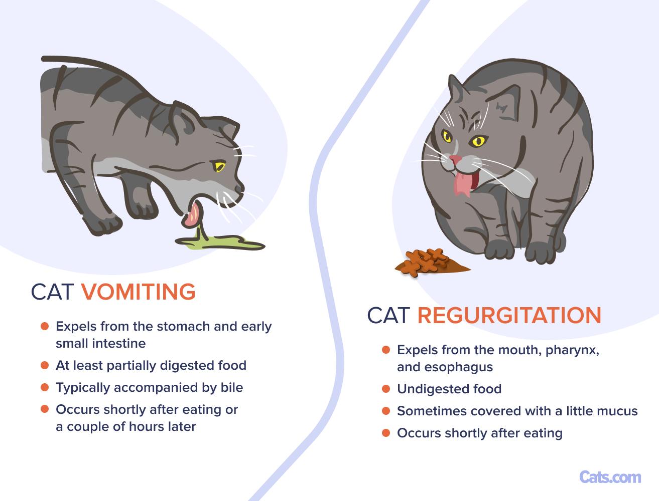Cat Regurgitation vs. Vomiting