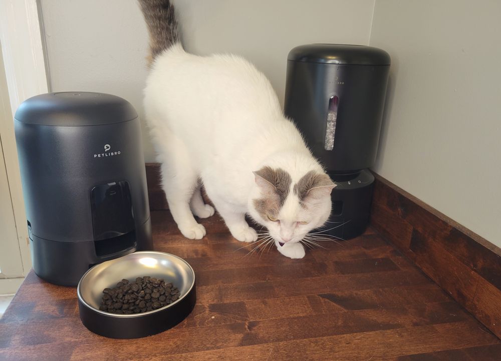 cat testing automatic cat feeder
