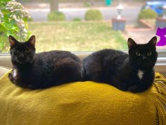 Two black cats sit on a couch next to each other