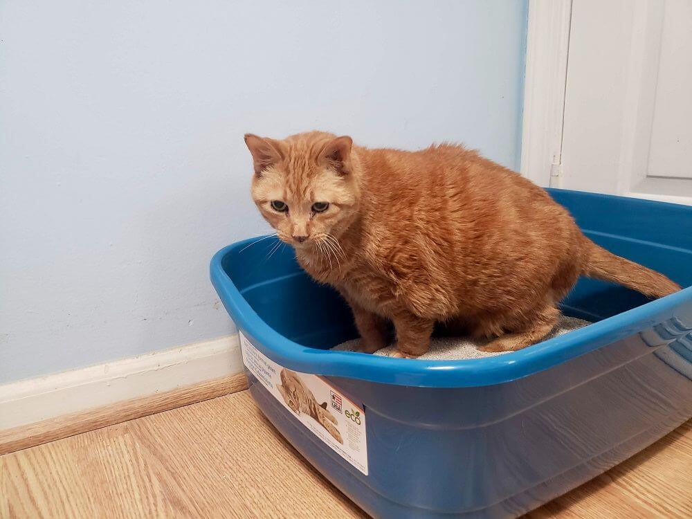 orange senior cat inside the petmate litter box