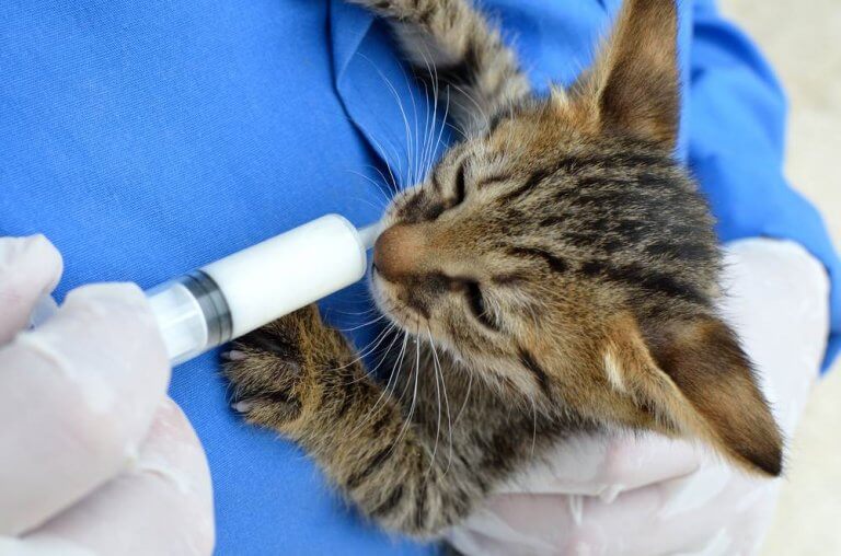 When Is Kitten Season and How Can You Help? - Cats.com