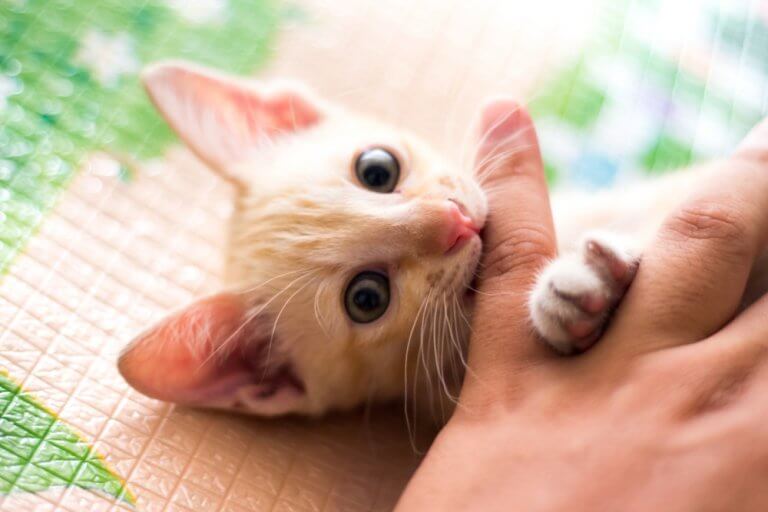 8 Tips to Stop Your Kitten From Biting