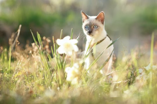 55 Spring Cat Names That Are Fresh and Floral