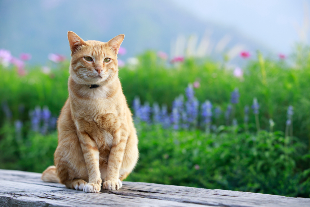 Orange cat sitting on wood with blue and pink flowers in background