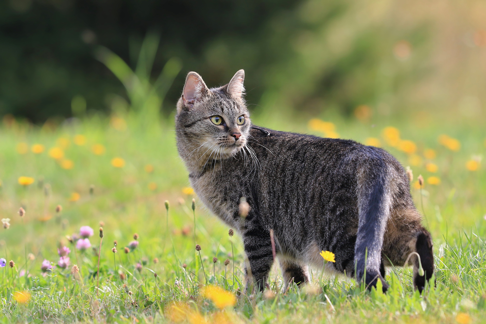 Tabby cat looking back in a meadow