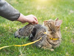 Tabby cat lying in the grass looking at owner, whose arm is reaching out to the cat