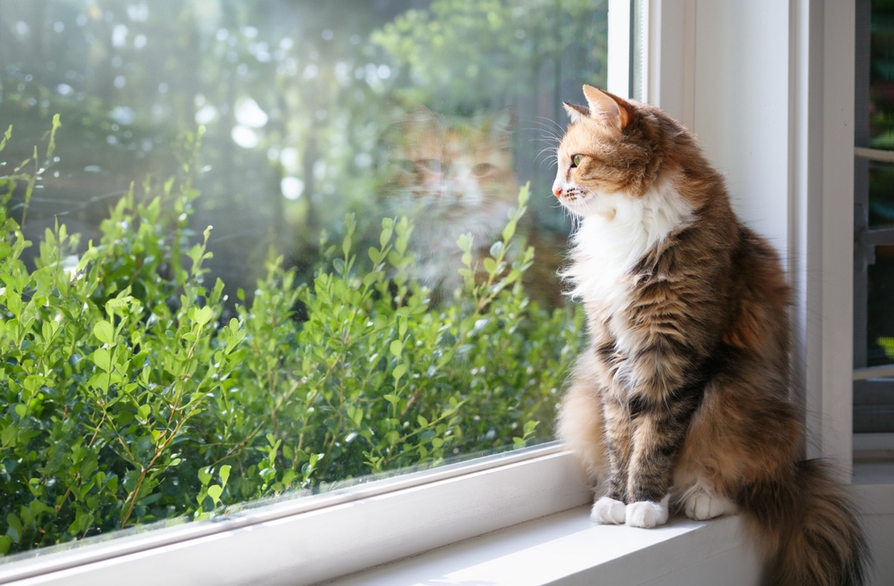 Cat sitting on the windowsill looking out at green shrubs and trees