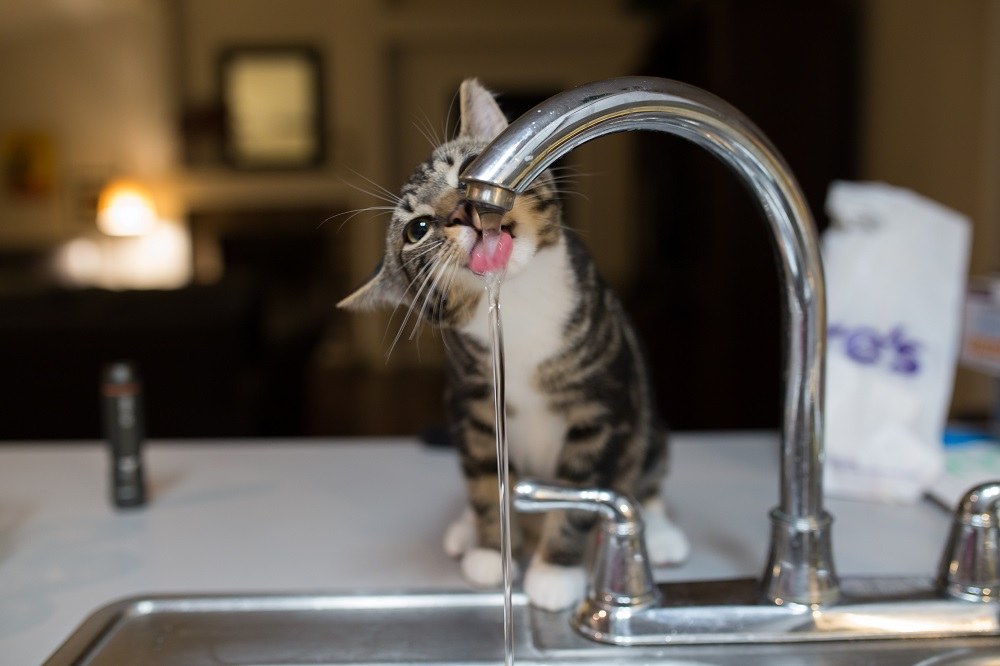 kitten drinks from running tap