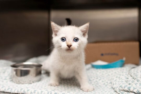 When Is Kitten Season and How Can You Help? - Cats.com