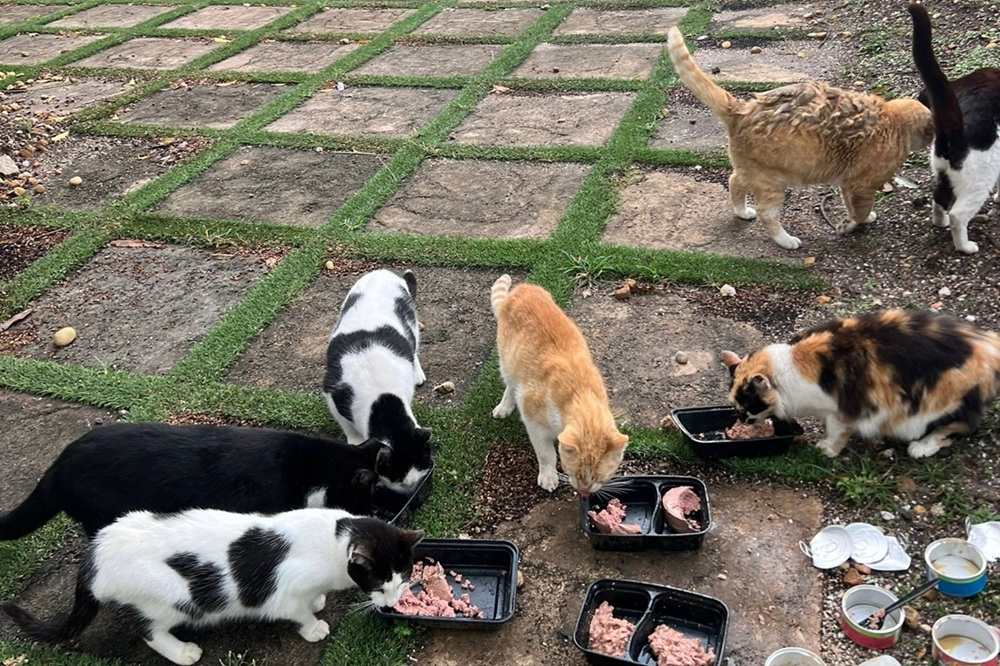 stray cat colony in Miami
