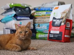12 Best Cat Litters 2024