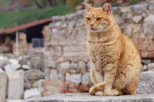 125 Greek Cat Name Ideas With Meanings