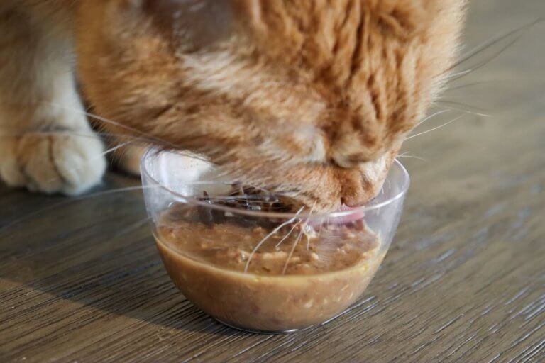 The 9 Best Cat Foods for Sensitive Stomachs In 2024 Reviews & Ratings