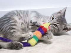 kitten playing