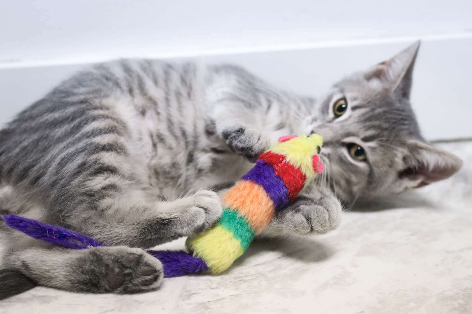 kitten playing