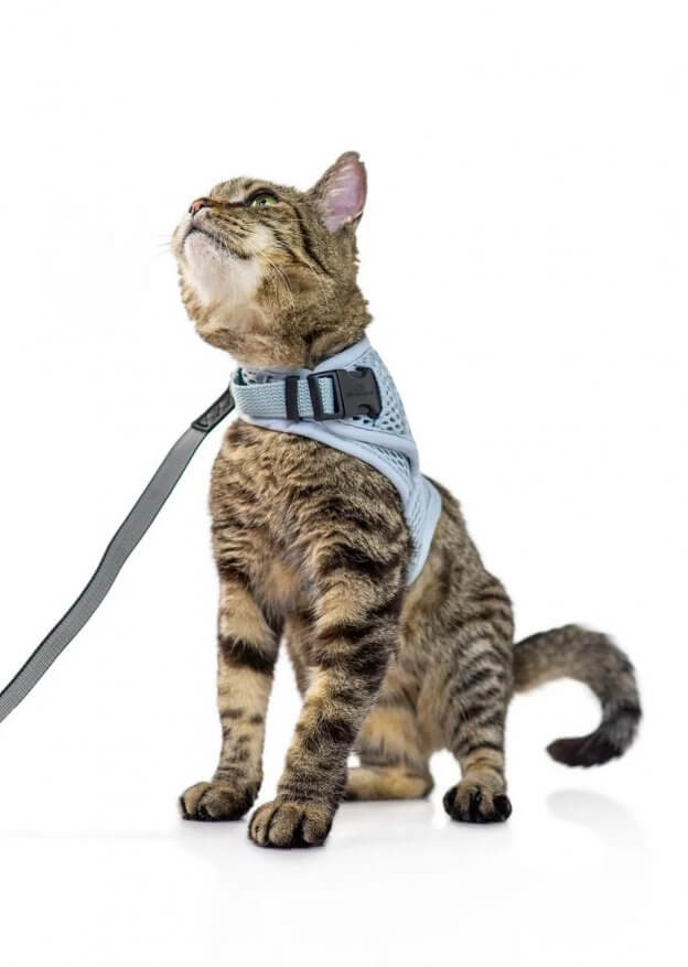 Curated visual reference: Gallery Detail: 8 Best Cat Harnesses In 2024 We Tried Them All