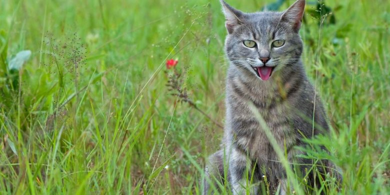 Picture of What Is Anaphylaxis in Cats? - Cats.com