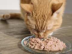 cat eating wet cat food