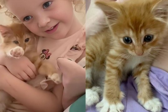 Family Saves Life of Tiny Kitten Found on Beach