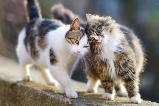 100 Stray Cat Name Ideas With Meanings for Your New Rescue