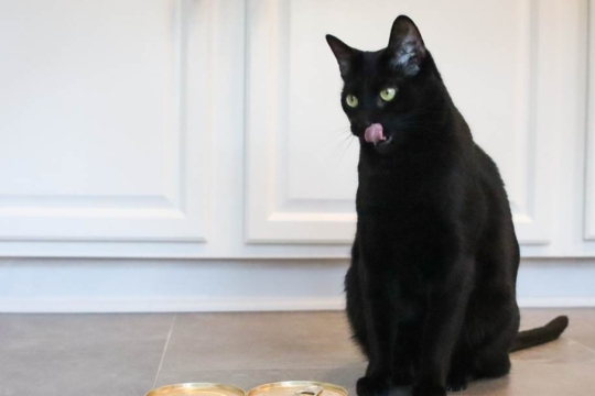 10 Little-Known Facts About Your Cat’s Tongue