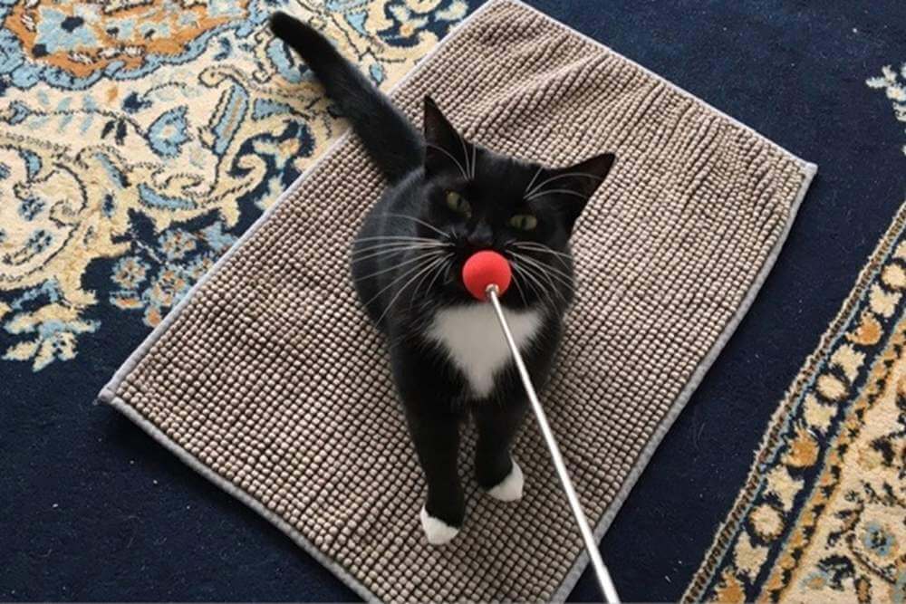 cat and target stick