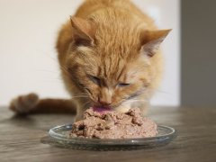 cat eating Nulo Freestyle Grain Free Turkey & Chicken Recipe