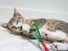kitten biting cat toy
