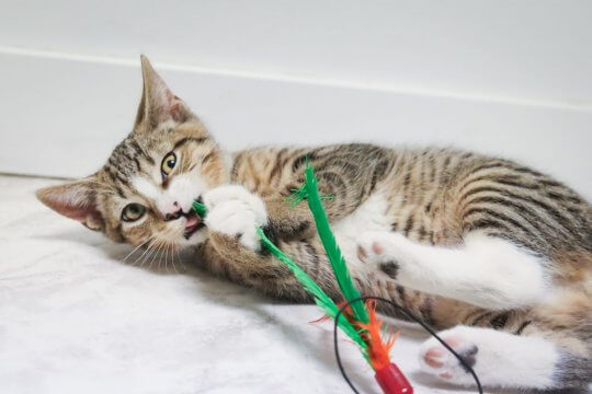 8 Tips to Stop Your Kitten From Biting