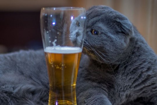 100 Alcohol-Inspired Cat Names With Meanings