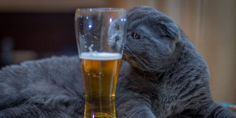 100 Alcohol-Inspired Cat Names With Meanings - Cats.com