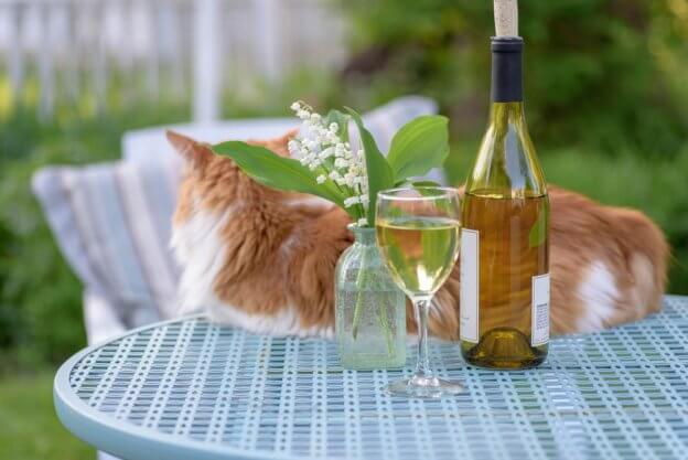 100 Alcohol-Inspired Cat Names With Meanings - Cats.com