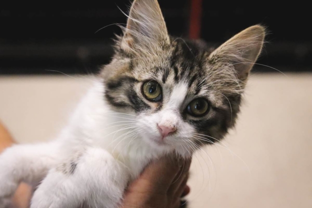 5 Reasons Your Cat Is Pacing and How to Help - Cats.com
