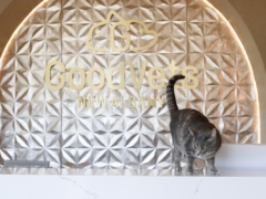 GoodVets Cat At Vet