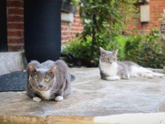 Grey & White Short Hair Tuxedo & Brown Tabby Cats Outside Outdoors-7