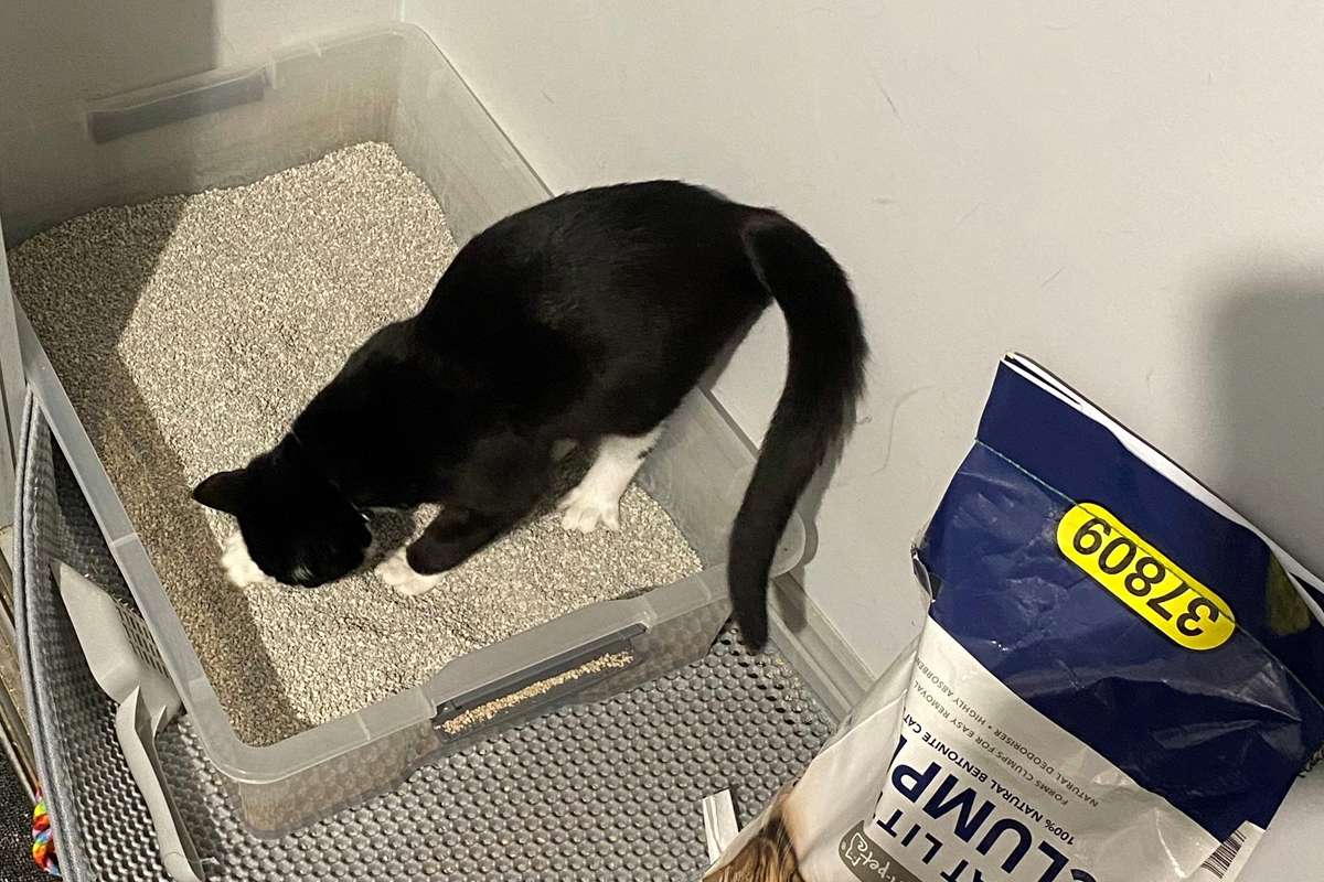 Kitten Haido cleaning the litter tray
