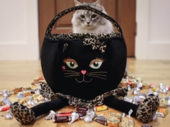Siberian Cats With Halloween Candy