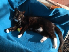 black cat in cat bed