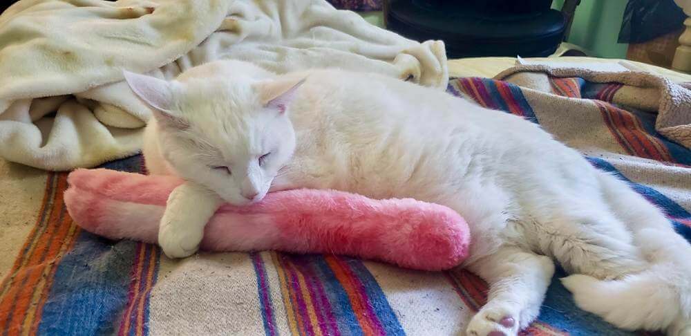 white cat cuddling with a pink plush kicker toy