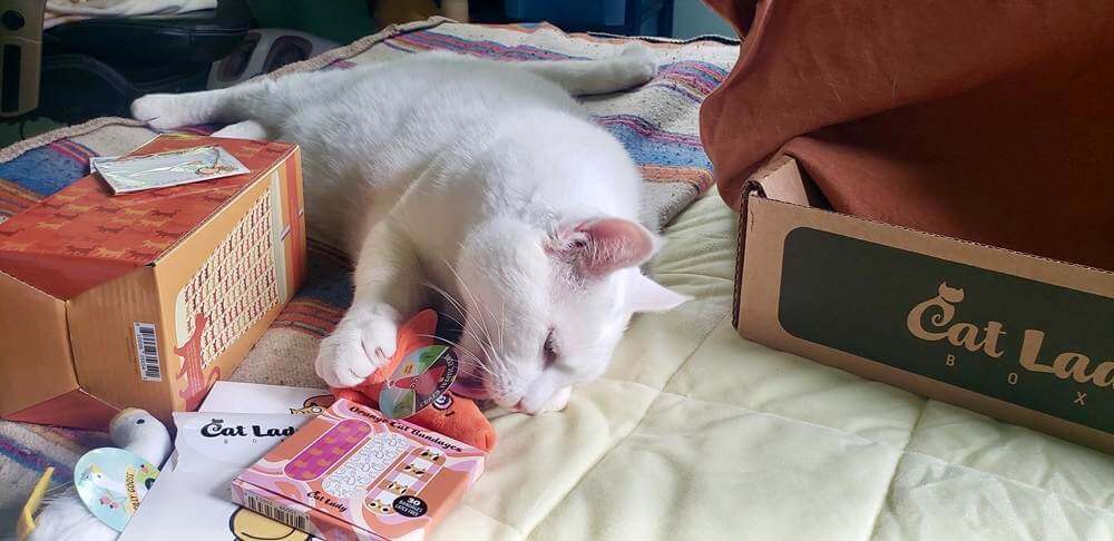 white cat playing with plush toy
