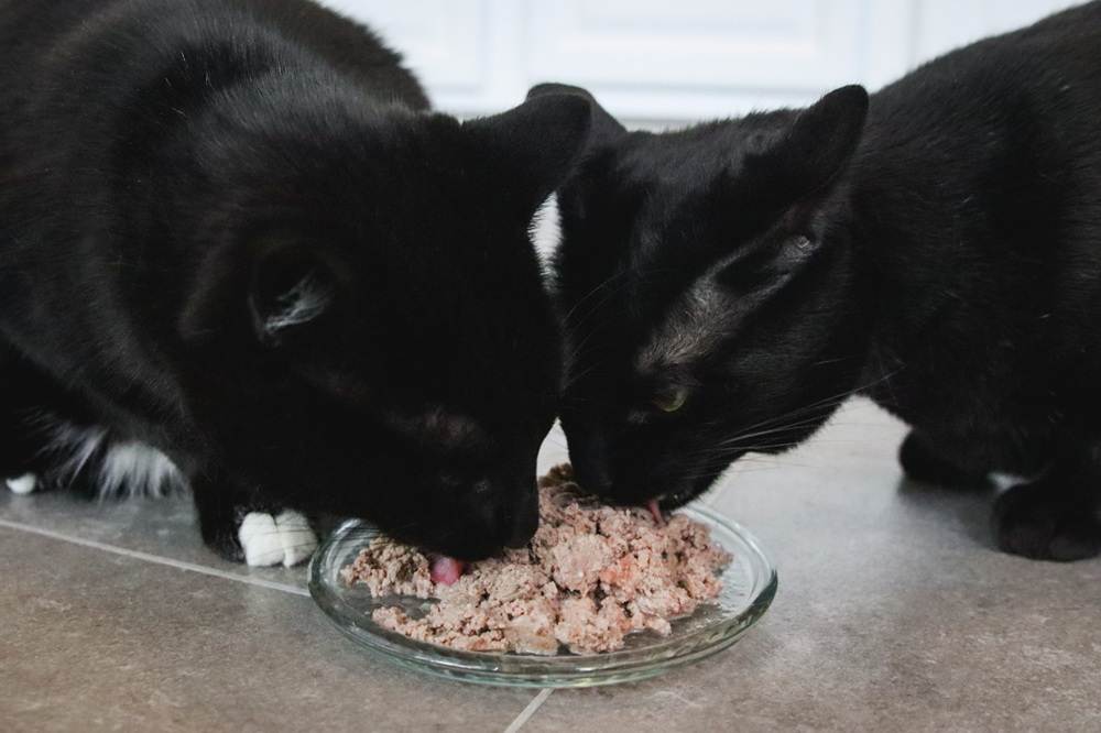 Black Short Hair Cats Eating Feline Natural Chicken & Lamb Feast Pate Wet Canned Cat Food