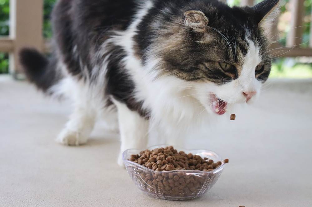 Black White Long Hair Senior Eating Young Again Mature Health Formula Dry Kibble Cat Food