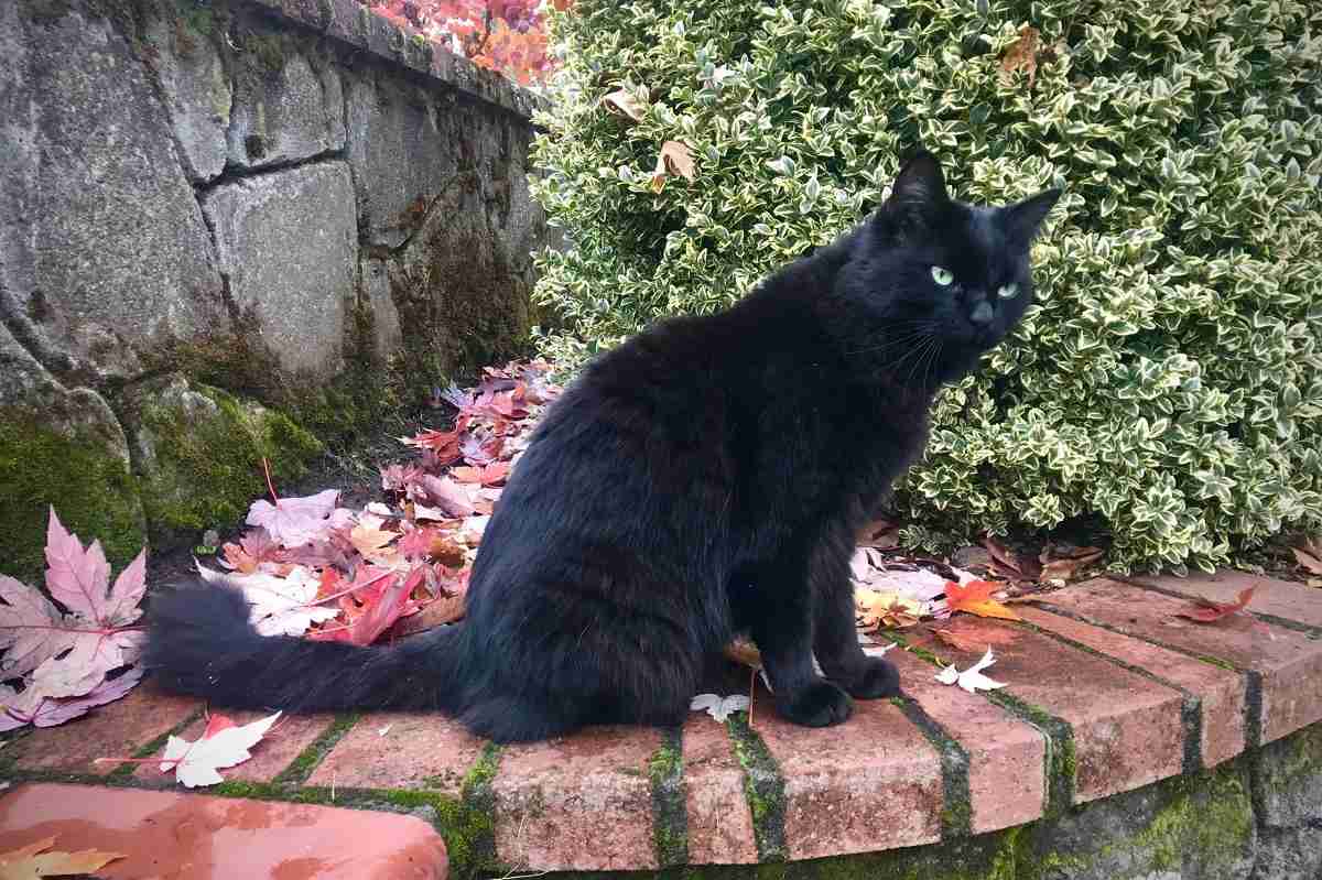Black cat in the fall leaves