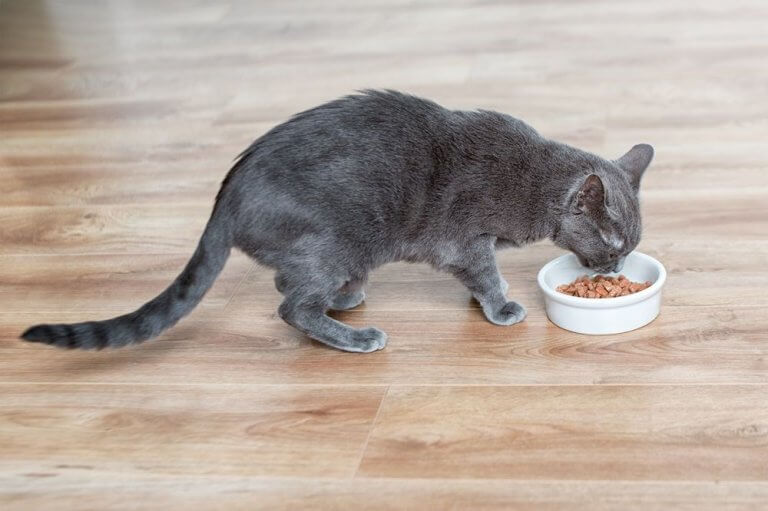Illustration of Lamb And Duck Recipes For Cats