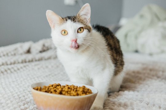Photo inspiration: Visual Reference: Feline Lower Urinary Tract Disease Flutd In Cats