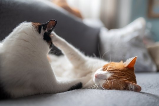 Do Cats Have Alphas? The Answer Might Surprise You